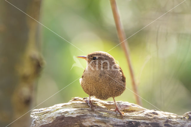 Winterkoning (Troglodytes troglodytes)