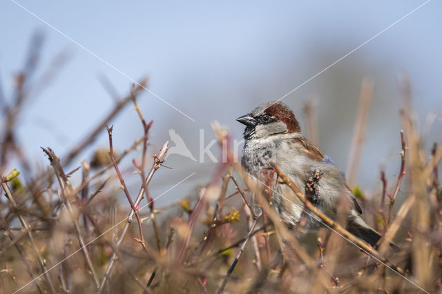 Huismus (Passer domesticus)