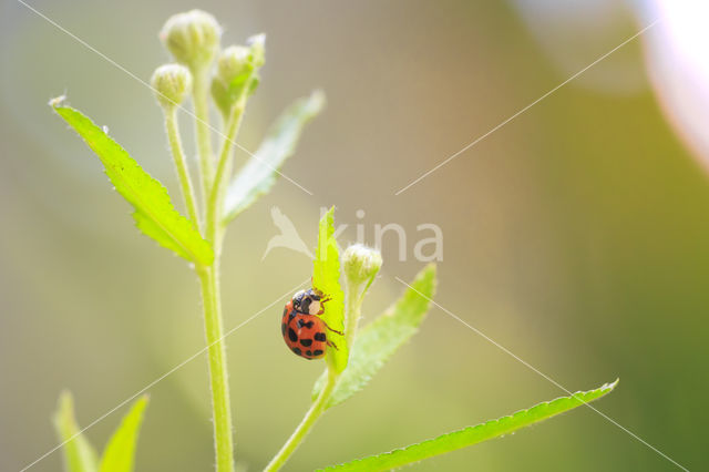 ladybird