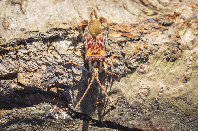 Western conifer seed bug (Leptoglossus occidentalis)