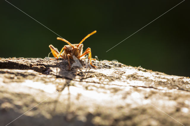 Western conifer seed bug (Leptoglossus occidentalis)