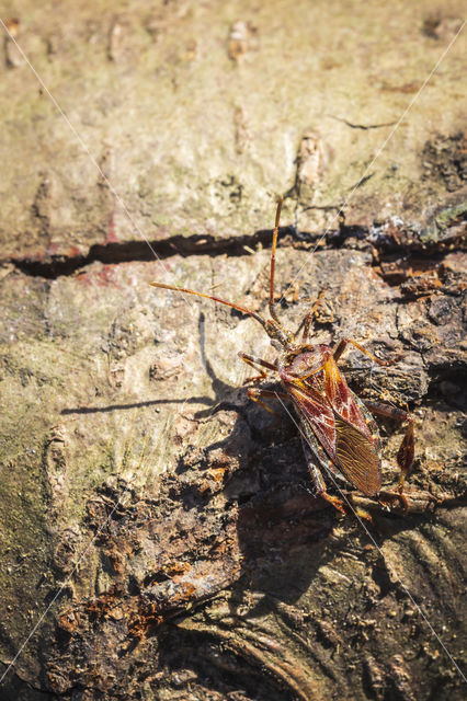 Western conifer seed bug (Leptoglossus occidentalis)