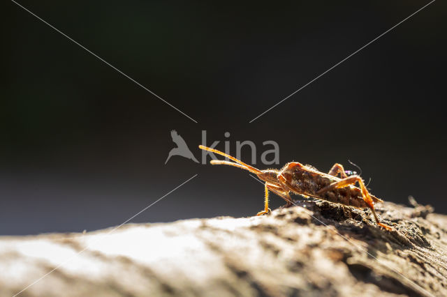 Western conifer seed bug (Leptoglossus occidentalis)