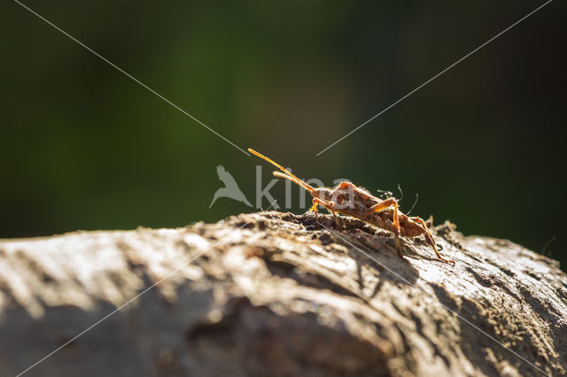 Western conifer seed bug (Leptoglossus occidentalis)