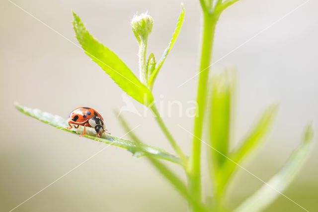 ladybird