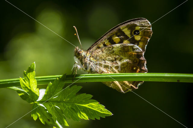 Bont zandoogje (Pararge aegeria)