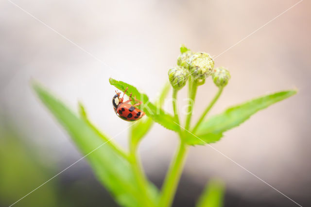 ladybird