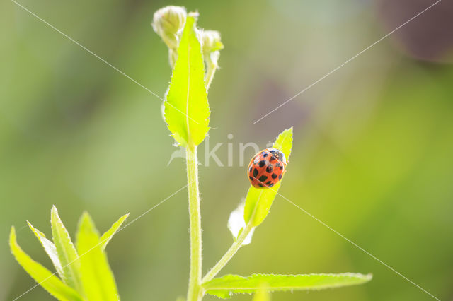 ladybird