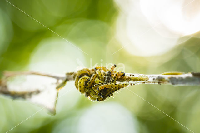 Vogelkersstippelmot (Yponomeuta evonymella)