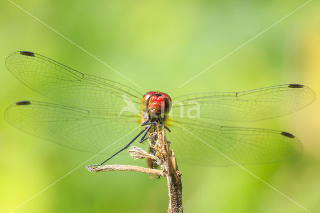 Bloedrode heidelibel (Sympetrum sanguineum)