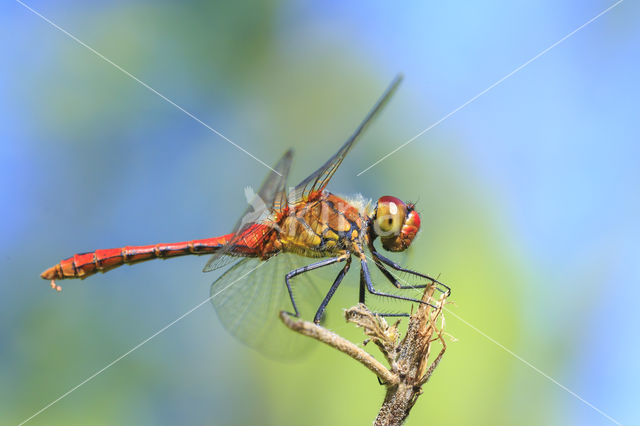 Bloedrode heidelibel (Sympetrum sanguineum)