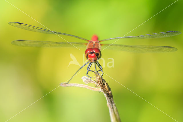 Bloedrode heidelibel (Sympetrum sanguineum)