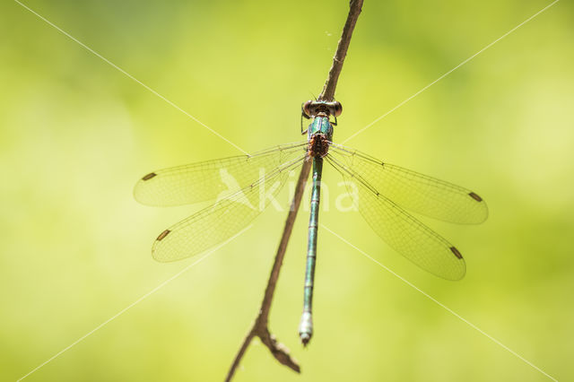 Green Emerald Damselfly (Lestes viridis)