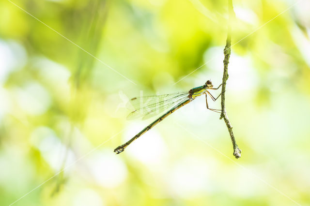 Houtpantserjuffer (Lestes viridis)