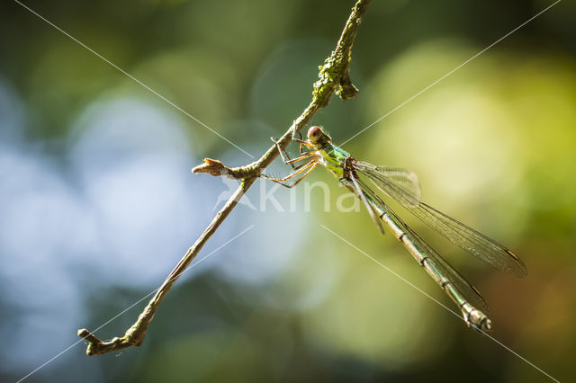 Green Emerald Damselfly (Lestes viridis)