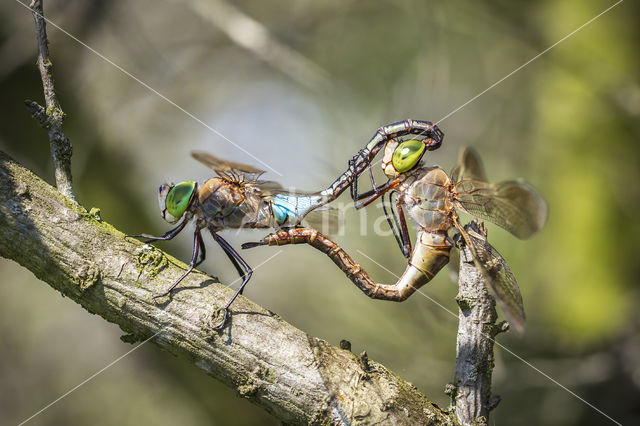 Little emperor dragonfly (Anax parthenope)