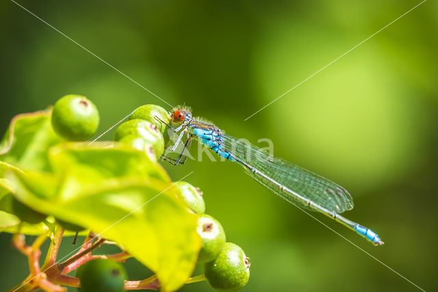 Small Red-eyed damselfly (Erythromma viridulum)