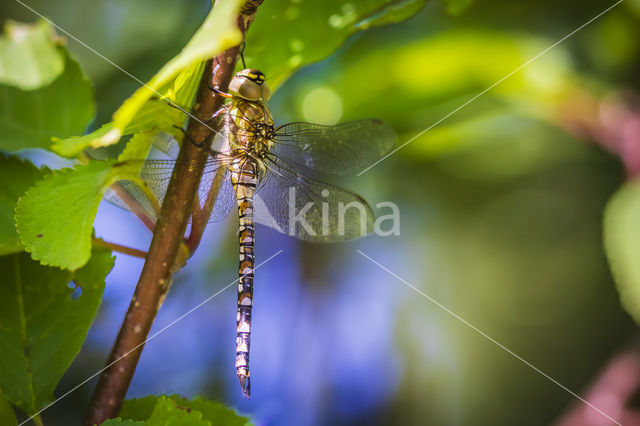 Paardenbijter (Aeshna mixta)