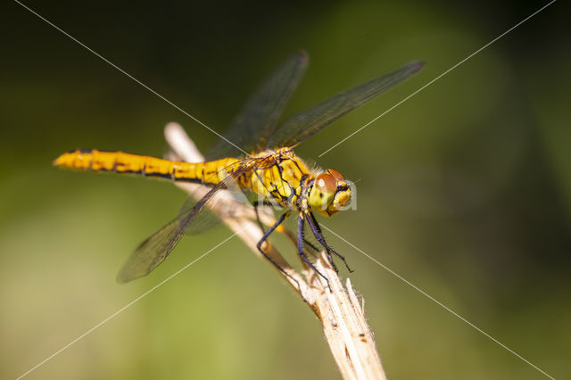 Bloedrode heidelibel (Sympetrum sanguineum)