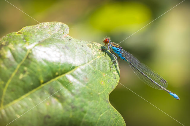 Small Red-eyed damselfly (Erythromma viridulum)