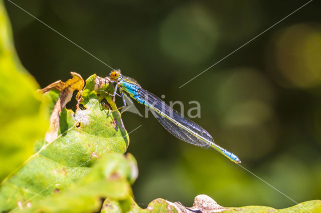 Small Red-eyed damselfly (Erythromma viridulum)