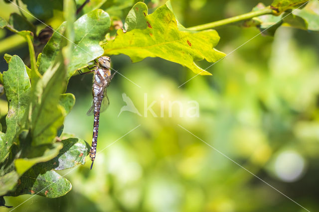 Paardenbijter (Aeshna mixta)