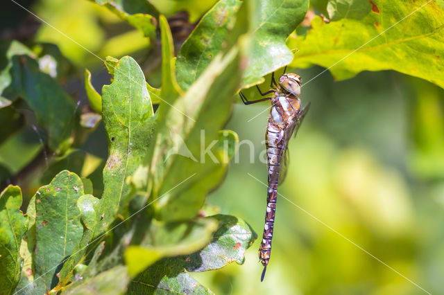 Paardenbijter (Aeshna mixta)