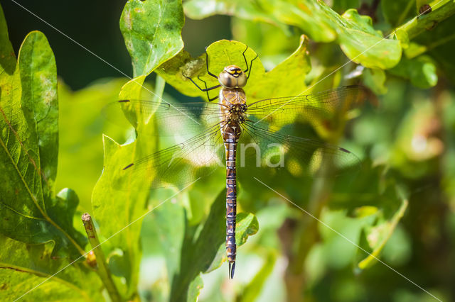 Paardenbijter (Aeshna mixta)