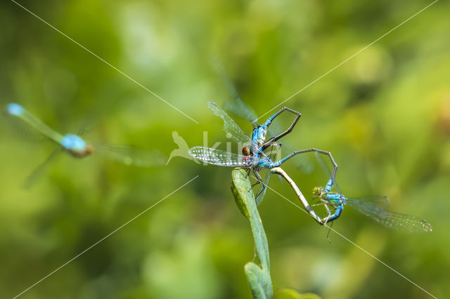 Houtpantserjuffer (Lestes viridis)