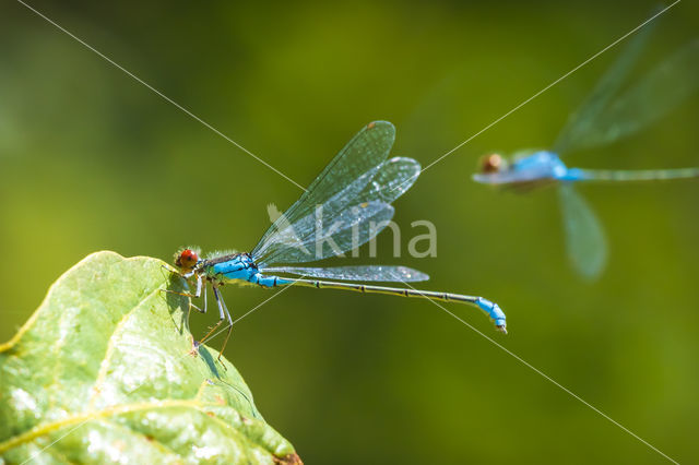 Green Emerald Damselfly (Lestes viridis)