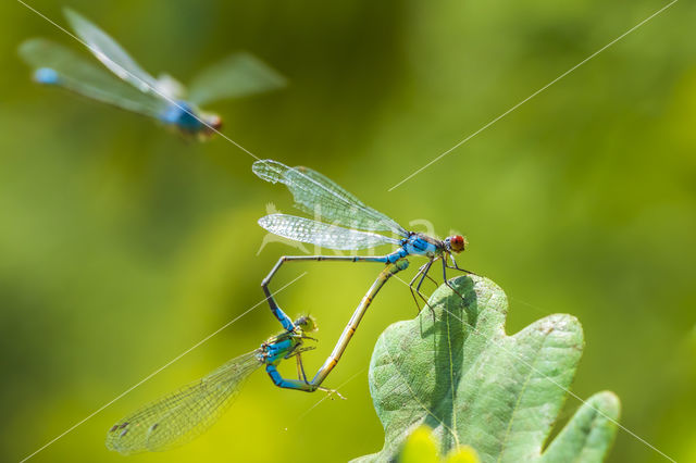 Green Emerald Damselfly (Lestes viridis)