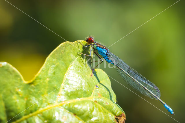 Small Red-eyed damselfly (Erythromma viridulum)