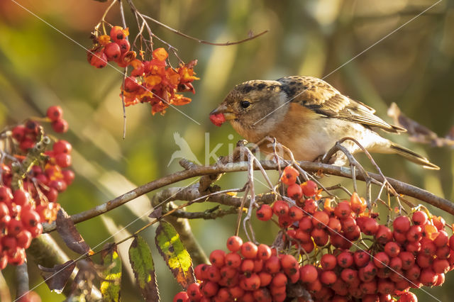 Brambling (Fringilla montifringilla)