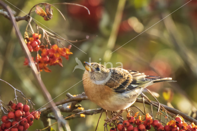 Brambling (Fringilla montifringilla)