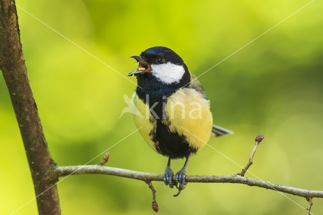 Great Tit (Parus major)