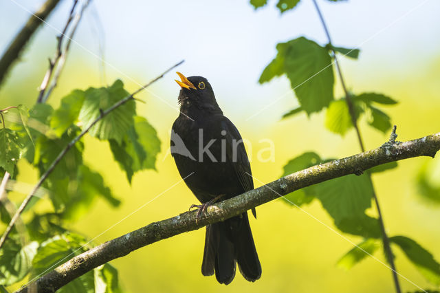 Merel (Turdus merula)