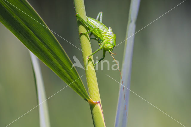 Grote groene sabelsprinkhaan (Tettigonia viridissima)