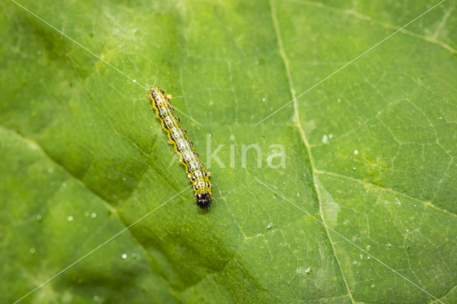 Glyphodes perspectalis