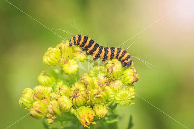 The Cinnabar (Tyria jacobaeae)