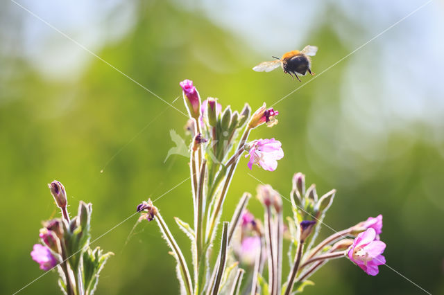 honey bee (Apis mellifera mellifera)