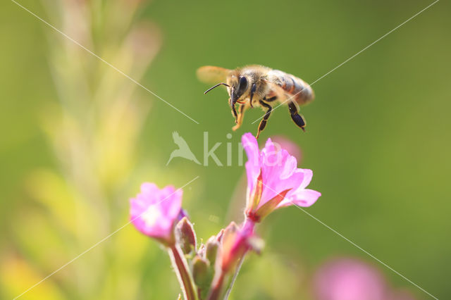 honey bee (Apis mellifera mellifera)