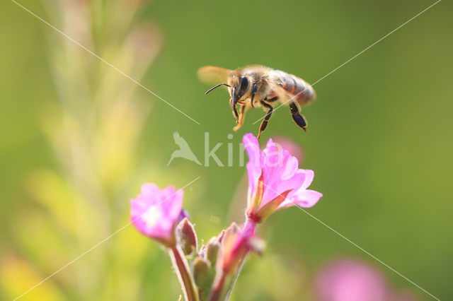 Europese Honingbij (Apis mellifera mellifera)