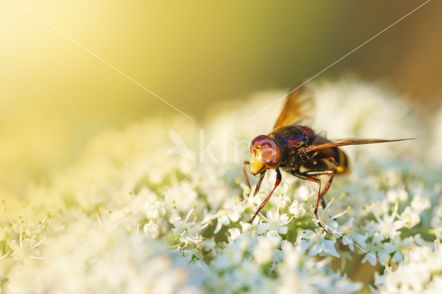 giant hoverfly (Volucella zonaria)