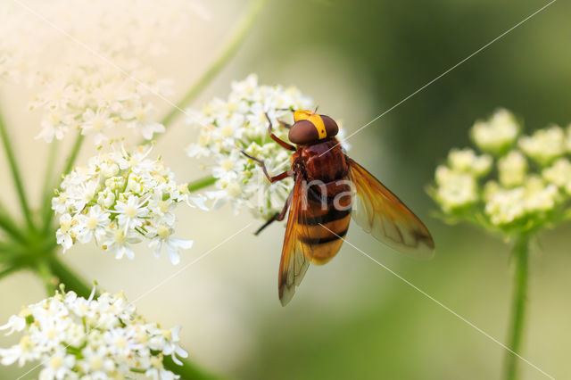 giant hoverfly (Volucella zonaria)