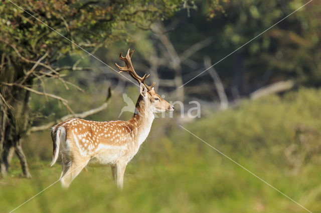 Fallow Deer (Dama dama)