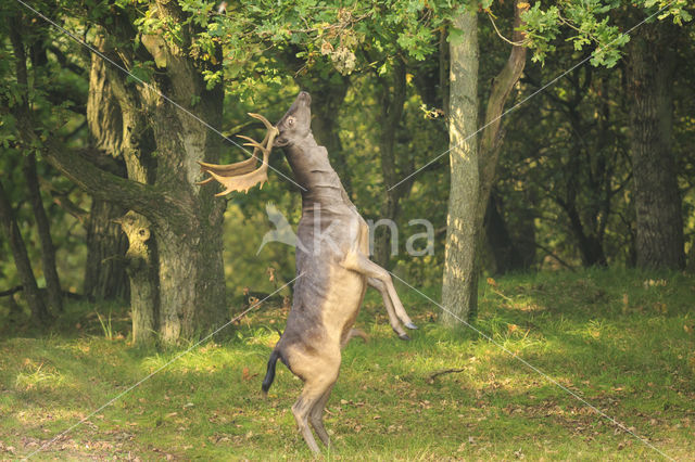 Fallow Deer (Dama dama)