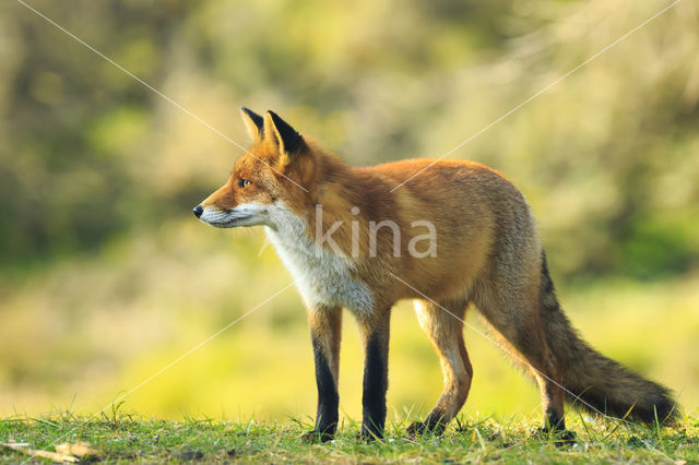 Fox (Vulpes vulpes)