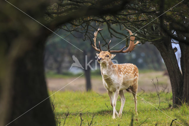 Fallow Deer (Dama dama)