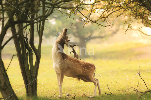 Fallow Deer (Dama dama)