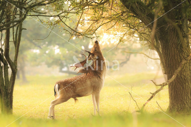 Fallow Deer (Dama dama)